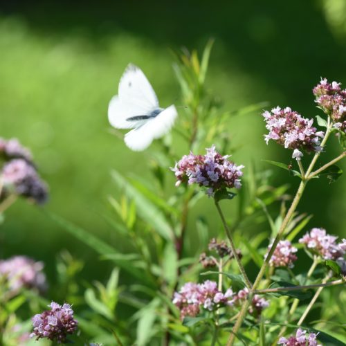 Olejek oregano