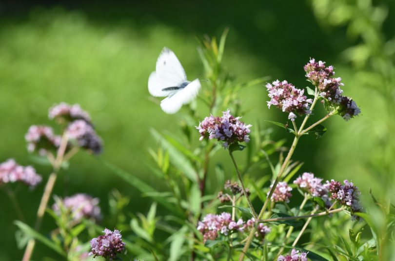 Olejek oregano